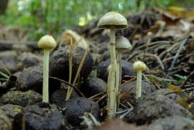 Attēlu rezultāti vaicājumam “Protostropharia alcis”