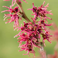 Attēlu rezultāti vaicājumam “Hamamelis vernalis flower”