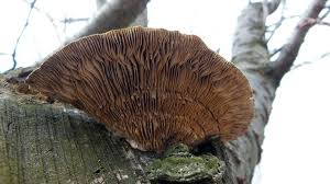 Attēlu rezultāti vaicājumam “Lenzites betulina”