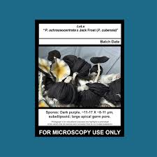 Attēlu rezultāti vaicājumam “Diderma montanum var. album spores”