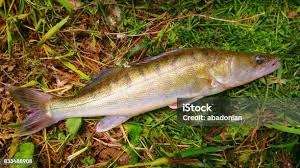 Image result for Sander lucioperca