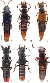 Attēlu rezultāti vaicājumam “Staphylinidae”
