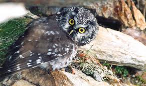 Image result for Aegolius funereus