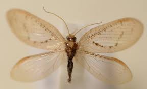 Attēlu rezultāti vaicājumam “Hemerobius perelegans”