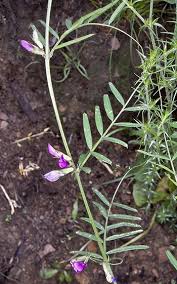 Attēlu rezultāti vaicājumam “Vicia sylvatica bud”