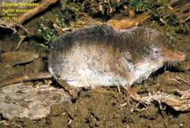 Attēlu rezultāti vaicājumam “Sorex araneus”