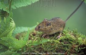 Attēlu rezultāti vaicājumam “Sicista betulina”