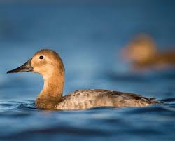 Image result for Aythya valisineria