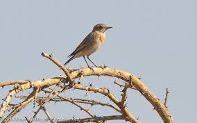 Attēlu rezultāti vaicājumam “Oenanthe oenanthe female”
