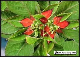 Attēlu rezultāti vaicājumam “Euphorbiaceae”