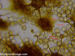 Attēlu rezultāti vaicājumam “Cribraria violacea”