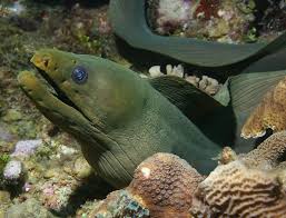 Image result for Gymnothorax funebris