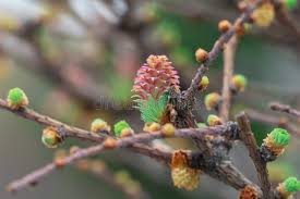Attēlu rezultāti vaicājumam “Larix decidua flower”