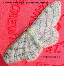 Attēlu rezultāti vaicājumam “Cabera pusaria male”