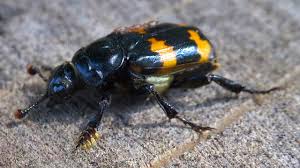 Attēlu rezultāti vaicājumam “Nicrophorus investigator”