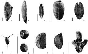 Attēlu rezultāti vaicājumam “Najas minor”