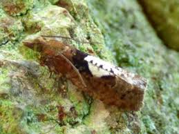 Attēlu rezultāti vaicājumam “Epinotia brunnichana”