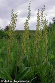 Attēlu rezultāti vaicājumam “Listera ovata leaf”