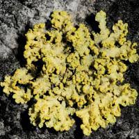 Attēlu rezultāti vaicājumam “Vulpicida pinastri”