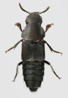 Attēlu rezultāti vaicājumam “Quedius dilatatus”