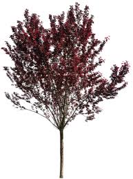 Attēlu rezultāti vaicājumam “Prunus cerasifera var. divaricata”