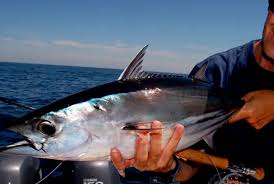 Image result for Katsuwonus pelamis