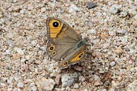 Attēlu rezultāti vaicājumam “Lasiommata maera underside”