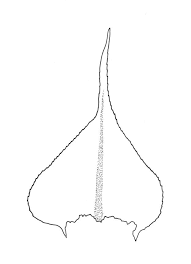 Attēlu rezultāti vaicājumam “Eurhynchium praelongum”