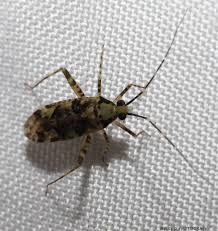 Attēlu rezultāti vaicājumam “Phytocoris varipes”