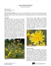 Attēlu rezultāti vaicājumam “Crepis tectorum flower”