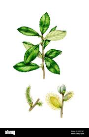 Attēlu rezultāti vaicājumam “Salix cinerea male flower”