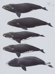 Image result for Eubalaena glacialis