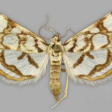 Attēlu rezultāti vaicājumam “Nymphula nitidulata”