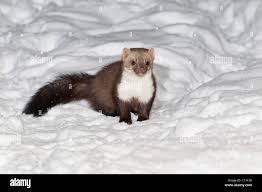 Attēlu rezultāti vaicājumam “Martes foina”