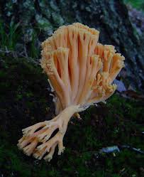 Attēlu rezultāti vaicājumam “Ramaria formosa”