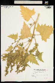 Attēlu rezultāti vaicājumam “Atriplex calotheca”