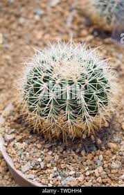 Image result for Cactaceae