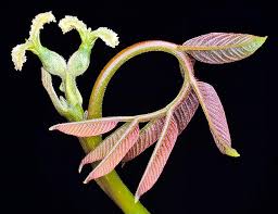 Attēlu rezultāti vaicājumam “Juglans x sinensis”