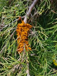 Attēlu rezultāti vaicājumam “Gymnosporangium sabinae”