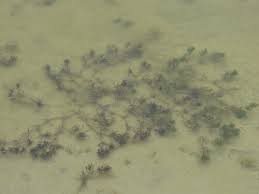 Attēlu rezultāti vaicājumam “Najas major”