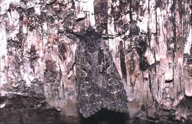 Attēlu rezultāti vaicājumam “Eurois occulta”