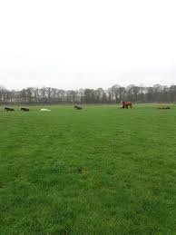 Image result for Dalkeith Park Equestrian Club