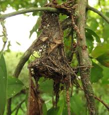 Attēlu rezultāti vaicājumam “Yponomeuta evonymella larva”