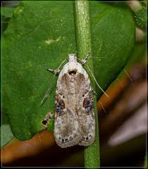 Attēlu rezultāti vaicājumam “Agonopterix aranella”