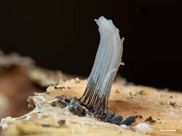 Attēlu rezultāti vaicājumam “Stemonitis marjana stalked”