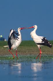 Attēlu rezultāti vaicājumam “Ciconia ciconia adult”