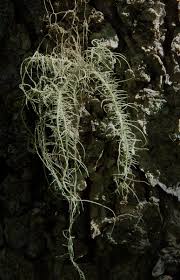 Attēlu rezultāti vaicājumam “Usnea filipendula”