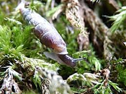 Attēlu rezultāti vaicājumam “Clausiliidae”