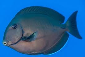 Image result for Acanthurus chirurgus