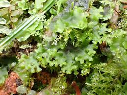 Attēlu rezultāti vaicājumam “Pellia endiviifolia sporophyte”